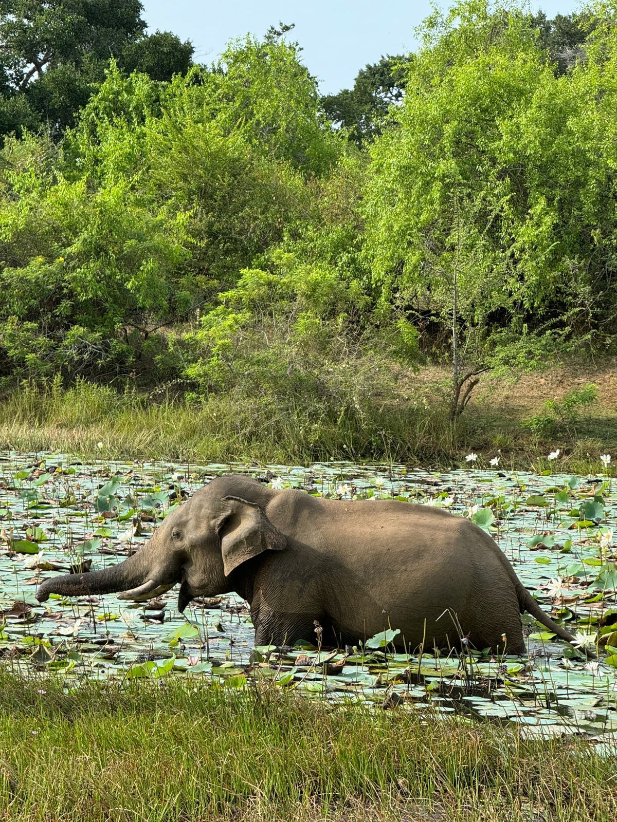 Safari in Yala National Park