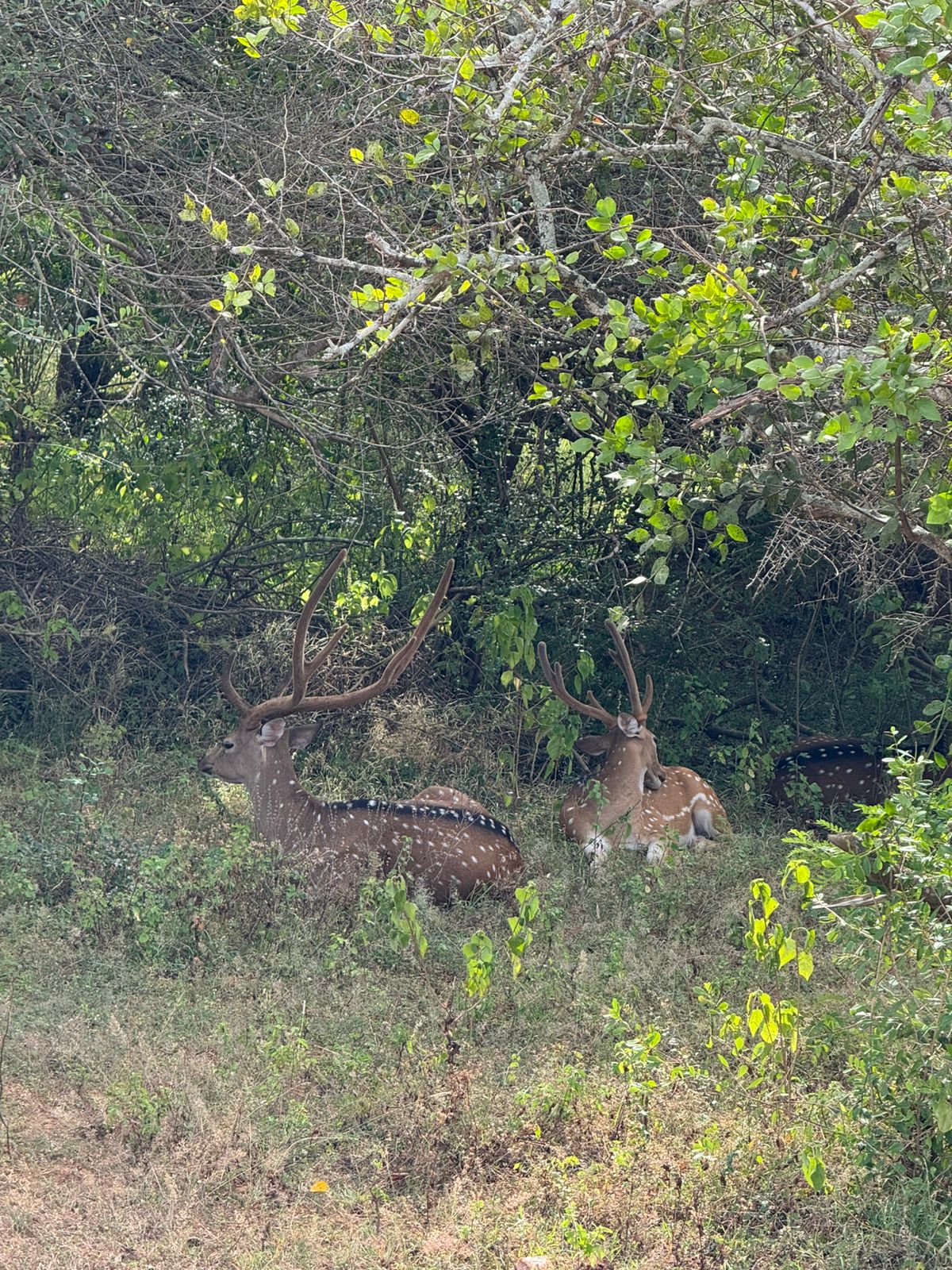 Safari in Yala National Park
