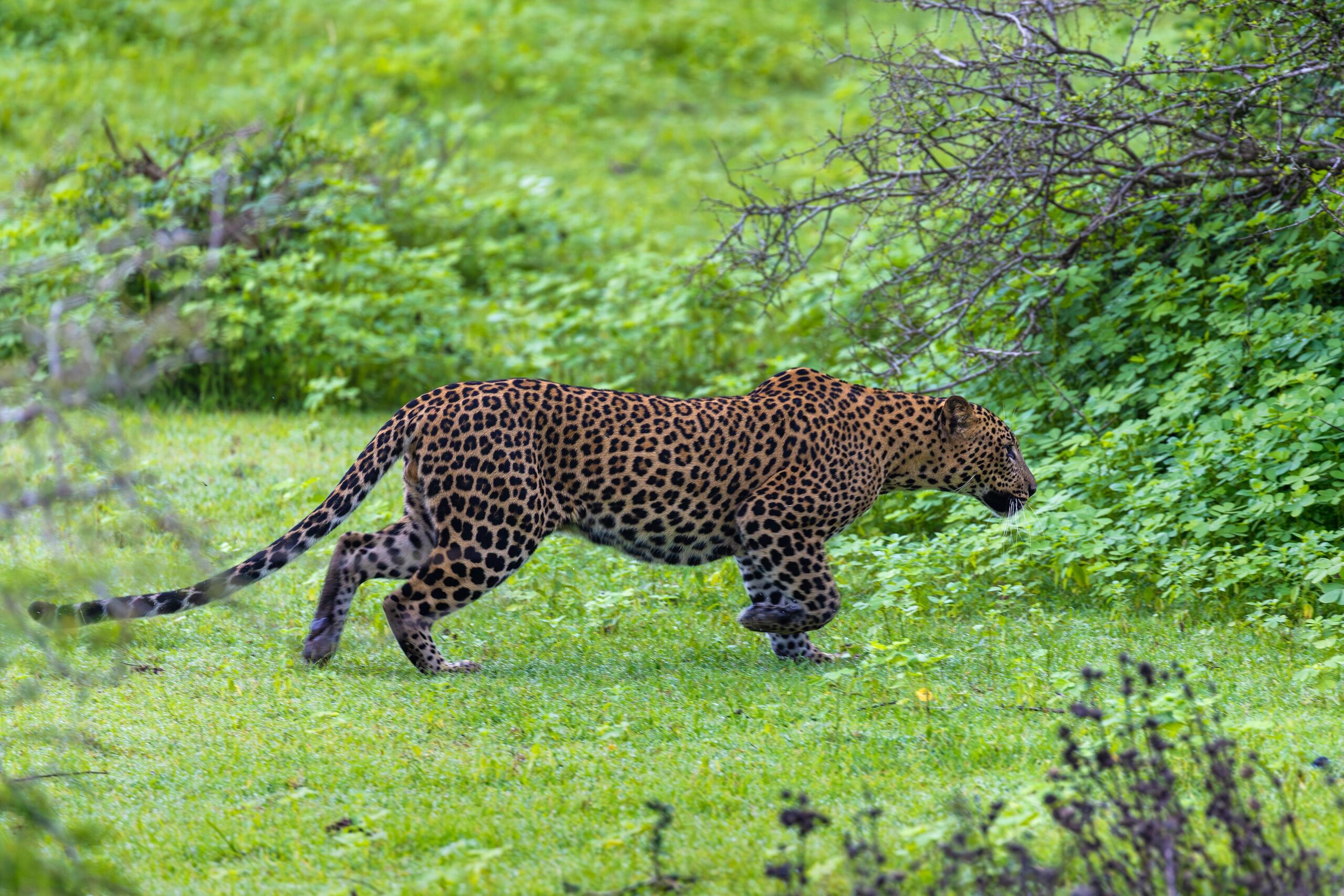 places to visit in sri lanka yala national park