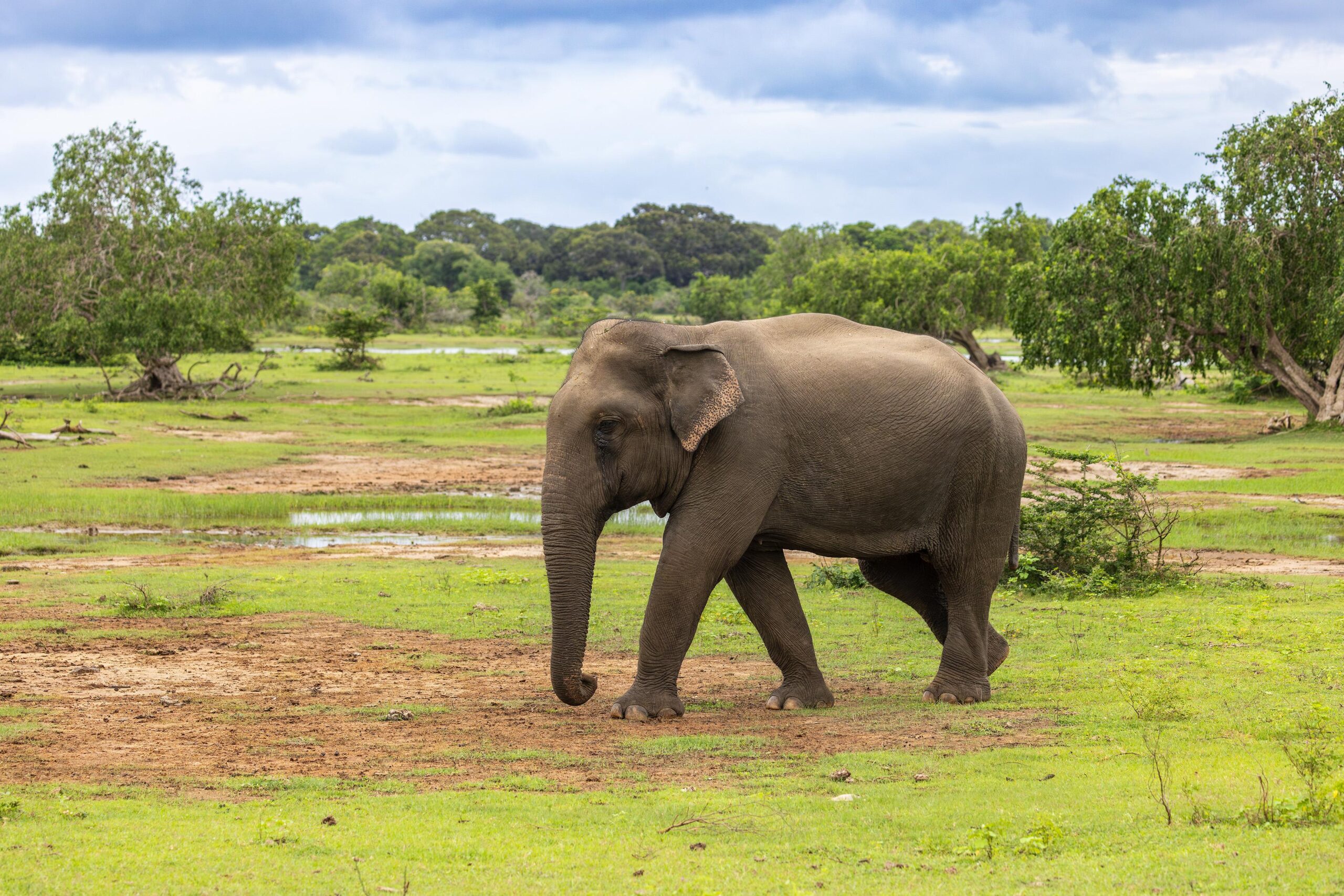 places to visit in sri lanka yala national park