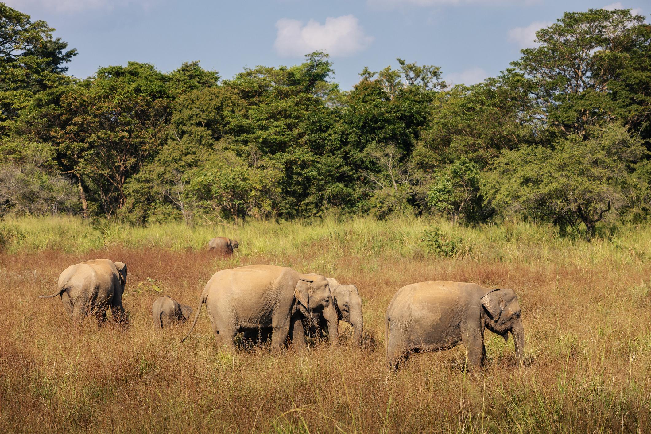 Wildlife Parks